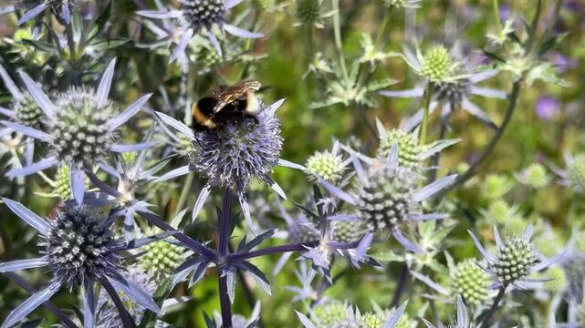 bumblebee collecting pollen from a purple thistle flower
