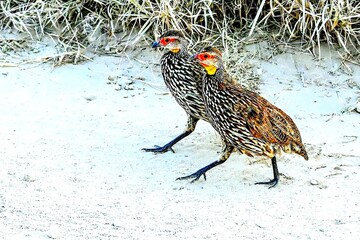 pheasant in snow
