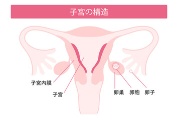 子宮の構造