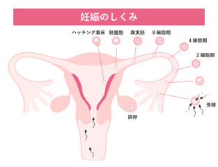 妊娠のしくみ＿排卵からハッチング着床