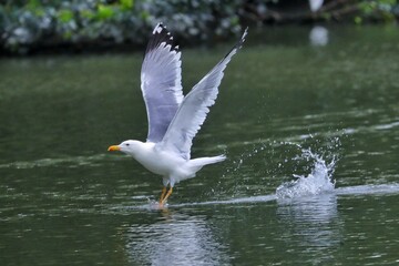 seagull on the beach