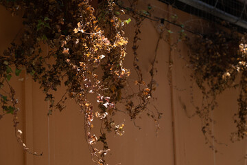 Dried Ivy on Sunlit Wall in Summer Heat