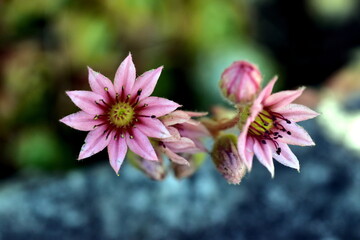 Nahaufnahme von Spinnweb-Hauswurz-Blüten