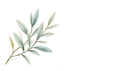 Obraz premium green olives on white