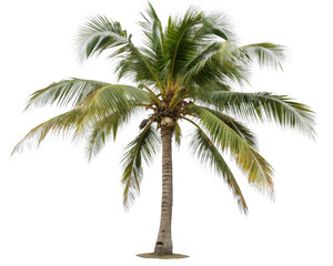 coconut tree isolated on a transparent background.	
