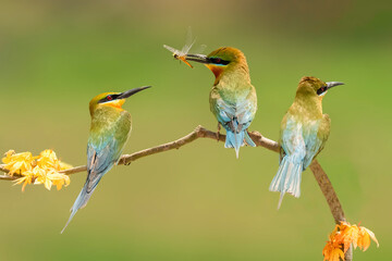 bee eater perched on a branch