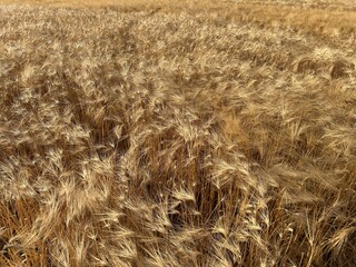 field of wheat and wheat ears.
