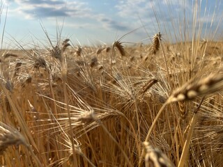 field of wheat and wheat ears.