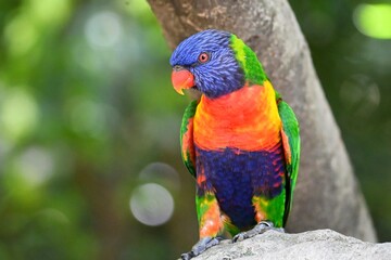 rainbow lorikeet on branch