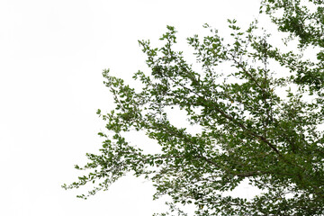 Green leaves isolated on white