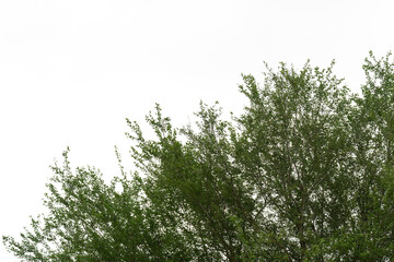 Green leaves isolated on white