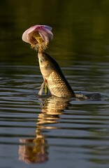 duck swimming in the pond