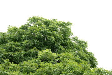Green leaves isolated on white