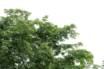 Green leaves isolated on white