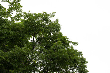 Green leaves isolated on white