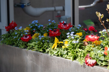 Colorful Spring Flowers in a Metal Planter