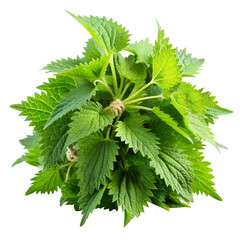 fresh nettle bunch isolated white background