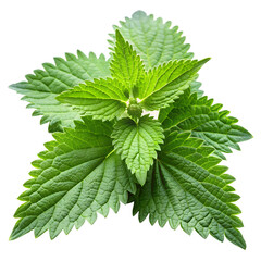 fresh nettle herb isolated white background