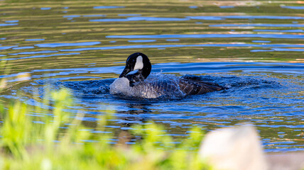 Fototapete bei efototapeten.de bestellen   