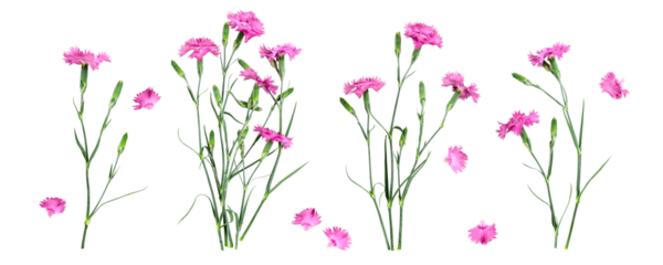 Banner collection of pink carnation flowers photography isolated. .PNG with transparent background. Flat lay. Without shadow .