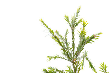 Green leaves isolated on white