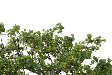 Green leaves isolated on white