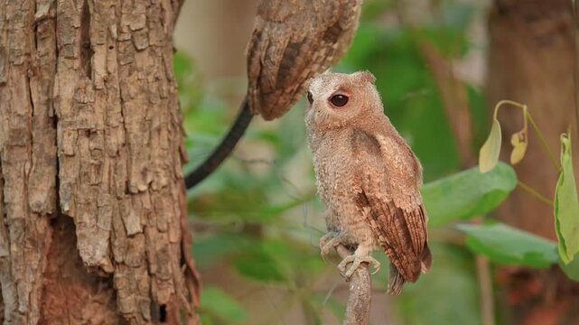 Collared scops owl (Otus lettia) sitting on a branch