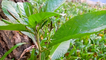 a picture of ruellia tuberosa or bunga pletekan 