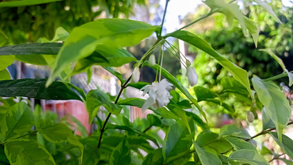 Obraz premium lily of the valley in the garden