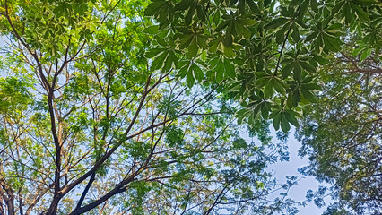 branches of a tree