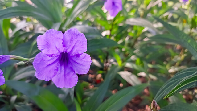 close up image of ruellia simplex or ruellia tuberosa 