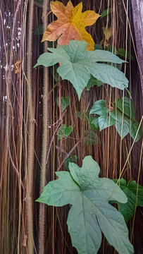 close up image of diplocyclos palmatus plant