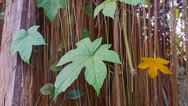 close up image of diplocyclos palmatus plant