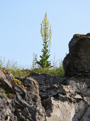 petrified rocks in Ukraine