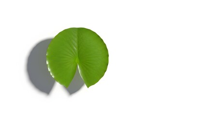  lily pad in nature and pond