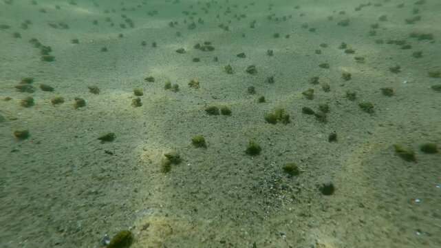 Hyperlapse, Camera moves backwards over a large group of hermit crabs Diogenes running across sandy bottom them leaving tracks in sand. Active life of sandy seabed in shallow water