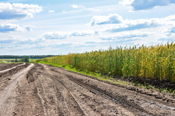 Dirt road through a wheat field on a sunny day going to horizon wallpaper