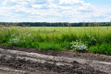 Grassy Field and Roadside with a bunch of daisies Under a Cloudy Sky