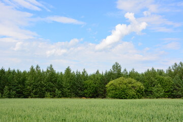 Serene Field and Forest Under a blue summer Sky with white clouds copy space