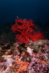 Striking Red Coral Formation on a Tropical Reef – Wide Underwater View of Vibrant Marired coral...