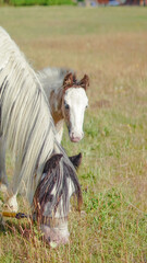 Young foals grazing on summer pasture in sunny countryside meadow