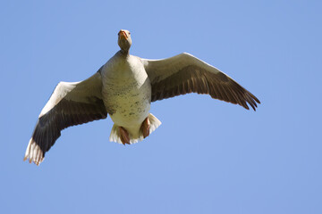 a flying greylag goose photographed from below, photo of greylag goose flying over me, passing greylag goose photographed from below, wingspan of greylag geese in the blue sky, anser anser in flight