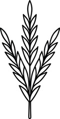 asparagus fern icon vector line art on transparent background