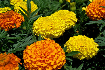 Colorful flowers on the flowerbed in the garden. Nature background. Floral background