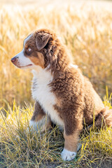 Fototapeta premium Side View of Australian Shepherd Puppy Sitting on Grass in Sunny Rural Field, Fluffy Brown and White Dog with Blue Eyes Looking Alert in Countryside Landscape