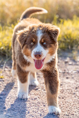 Playful Australian Shepherd Puppy with Blue Eyes Walking Towards Camera on Country Path, Happy Fluffy Brown and White Dog Panting in Golden Summer Light