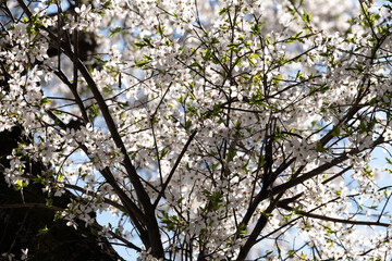 White Cherry Blossom in Spring Sunlight