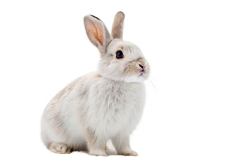 Fototapeta premium rabbit isolated on a transparent background. 