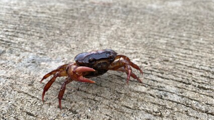 crab on the road 