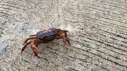 crab on rock